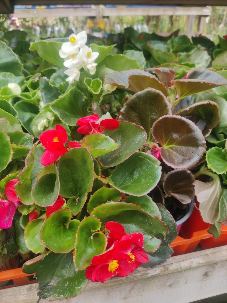 Begonia_semperflorens_cultorum_table_up1