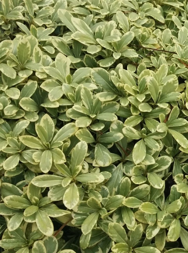 Pittosporum_tobira_Turners_Variegated_Dwarf_foliage_cut_up