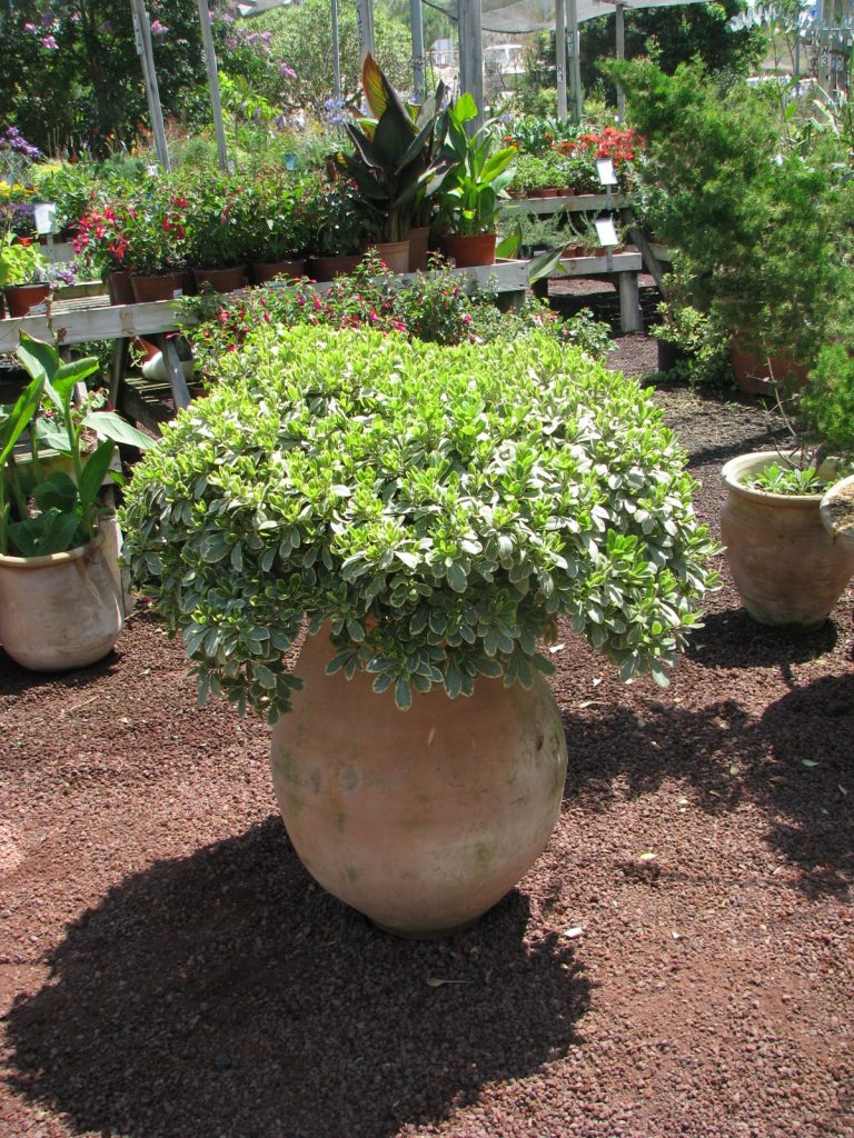 Pittosporum_tobira_Turners_Variegated_Dwarf_full_pot_up1