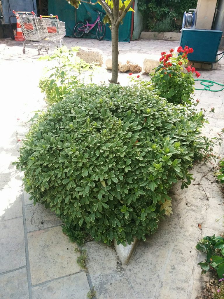 Pittosporum_tobira_Turners_Variegated_Dwarf_full_up1