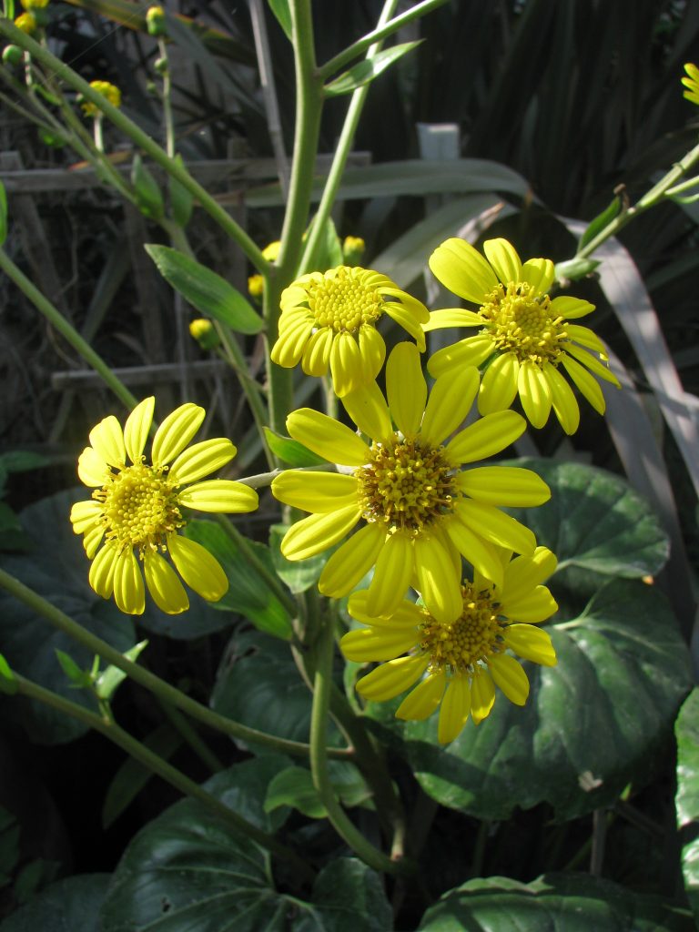 Farfugium_japonicum_flowers_up2