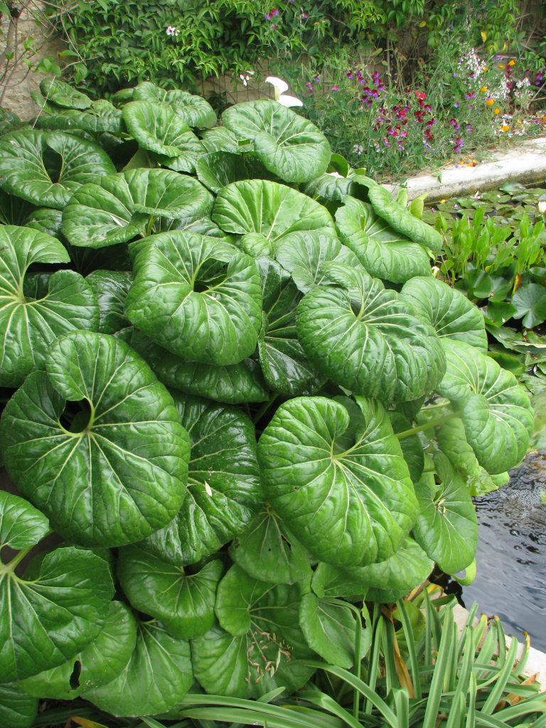 Farfugium_japonicum_full_up1