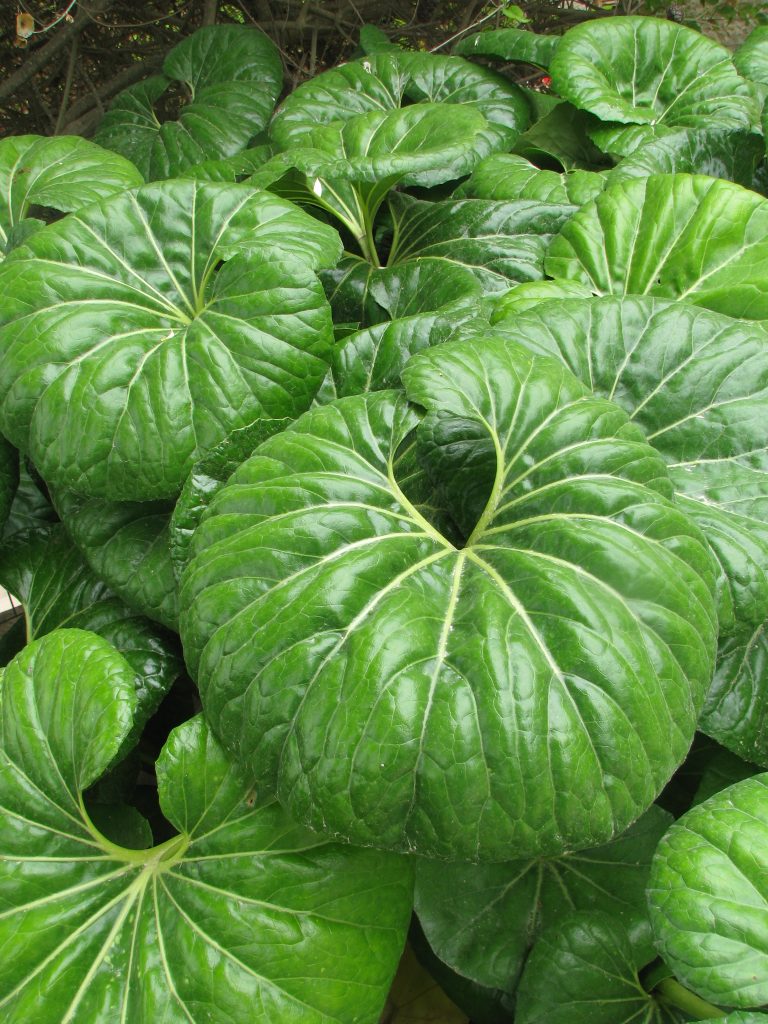 Farfugium_japonicum_leaves_up1