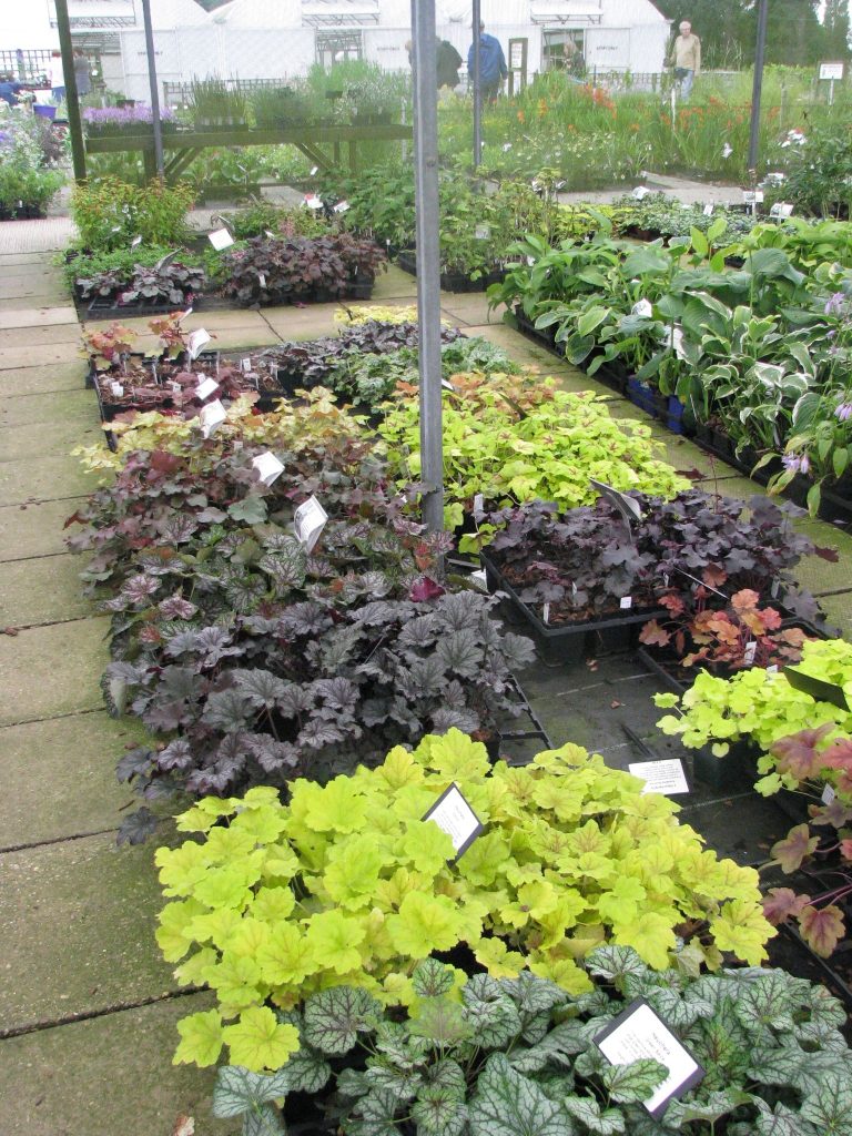 Heuchera_hybrids_Group_up1