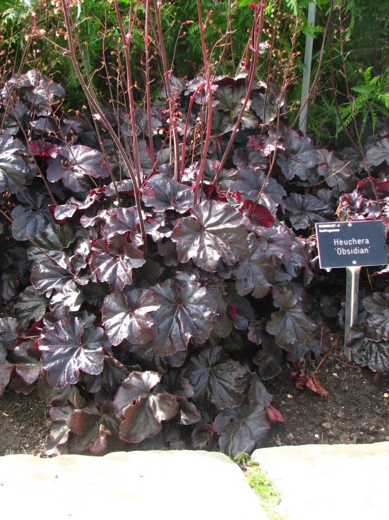 Heuchera_hybrids_Obsidian_group_cut_up