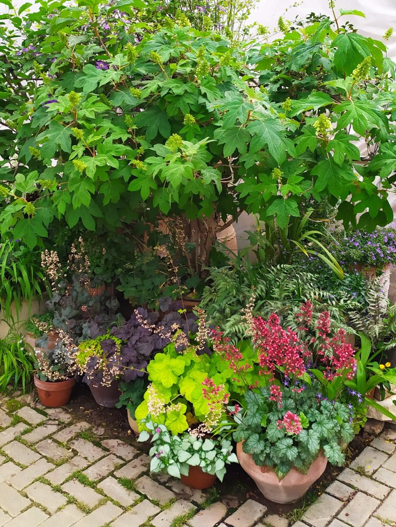 Heuchera_hybrids_group4_cut_up