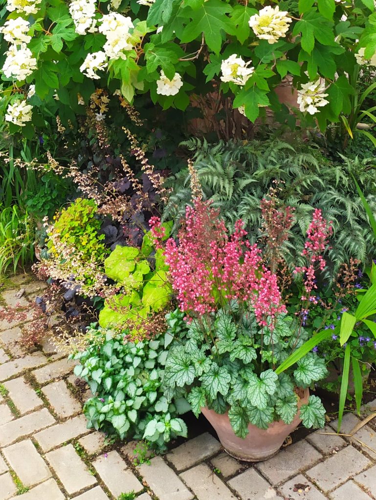 Heuchera_hybrids_group_up2_cut_up