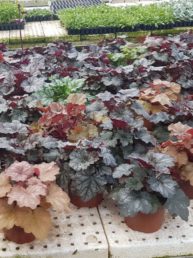 Heuchera_hybrids_nursery_cut_up