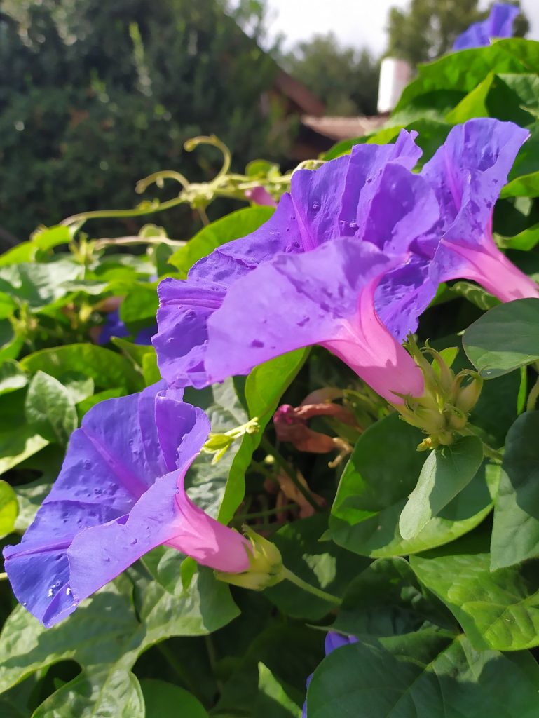 Ipomoea_indica_flowers_leaves3_cut_up