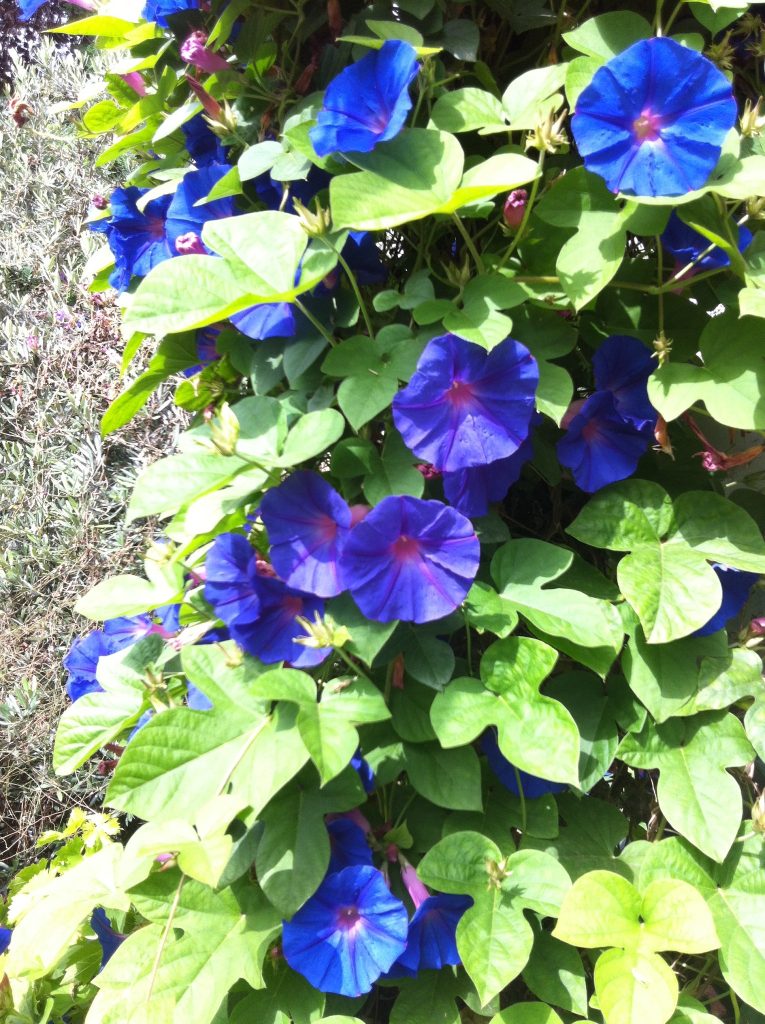 Ipomoea_indica_flowers_leaves_up1