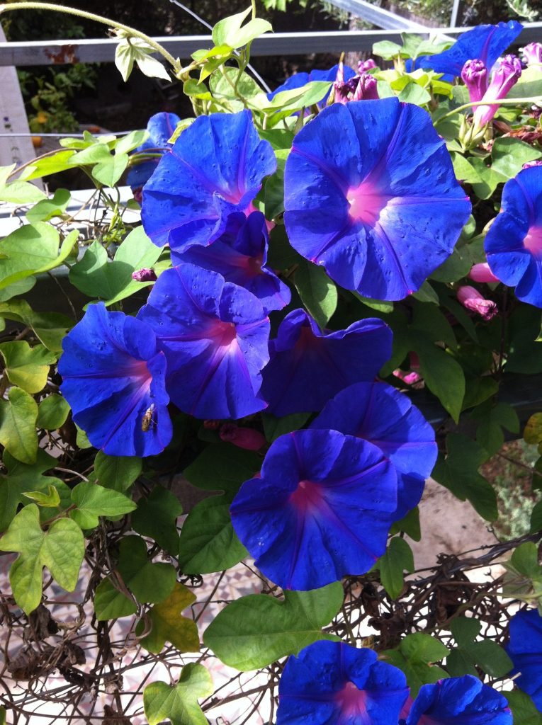 Ipomoea_indica_flowers_leaves_up2