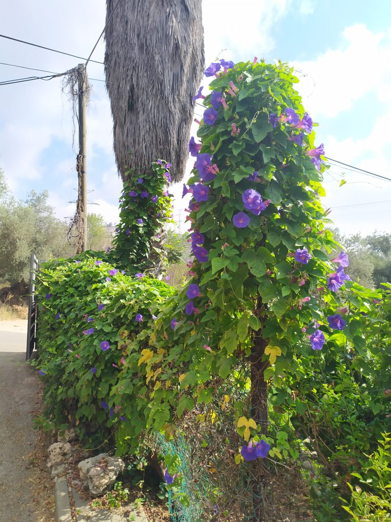 Ipomoea_indica_full_up1