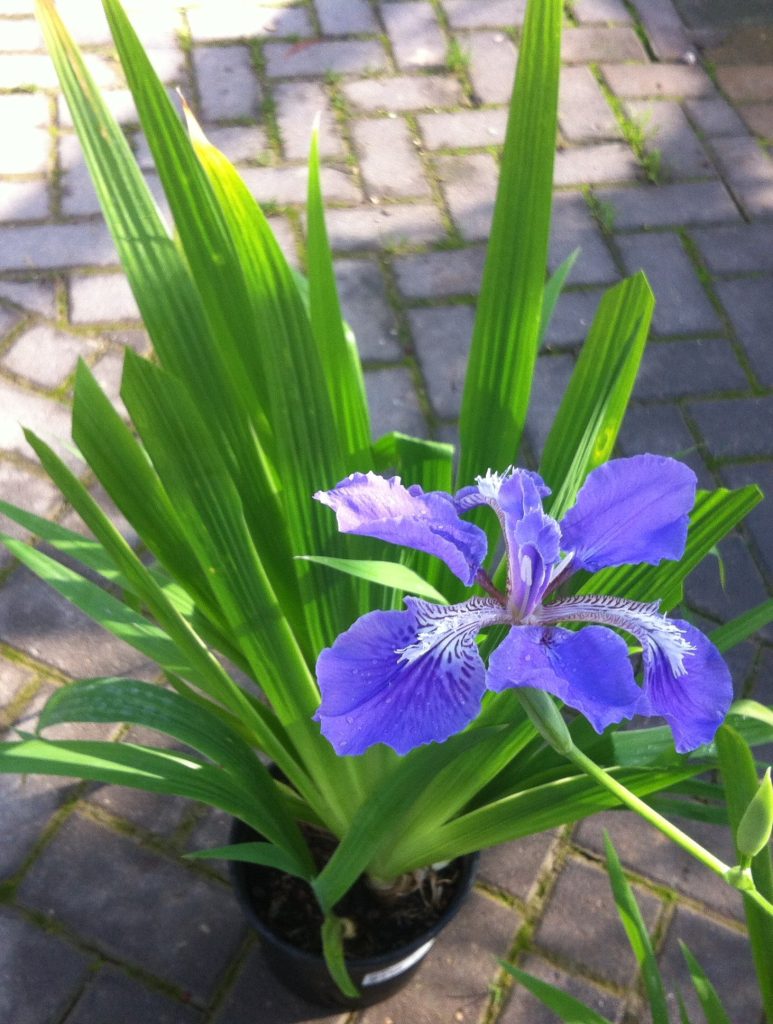 Iris_tectorum_flower_leaves1_cut_up