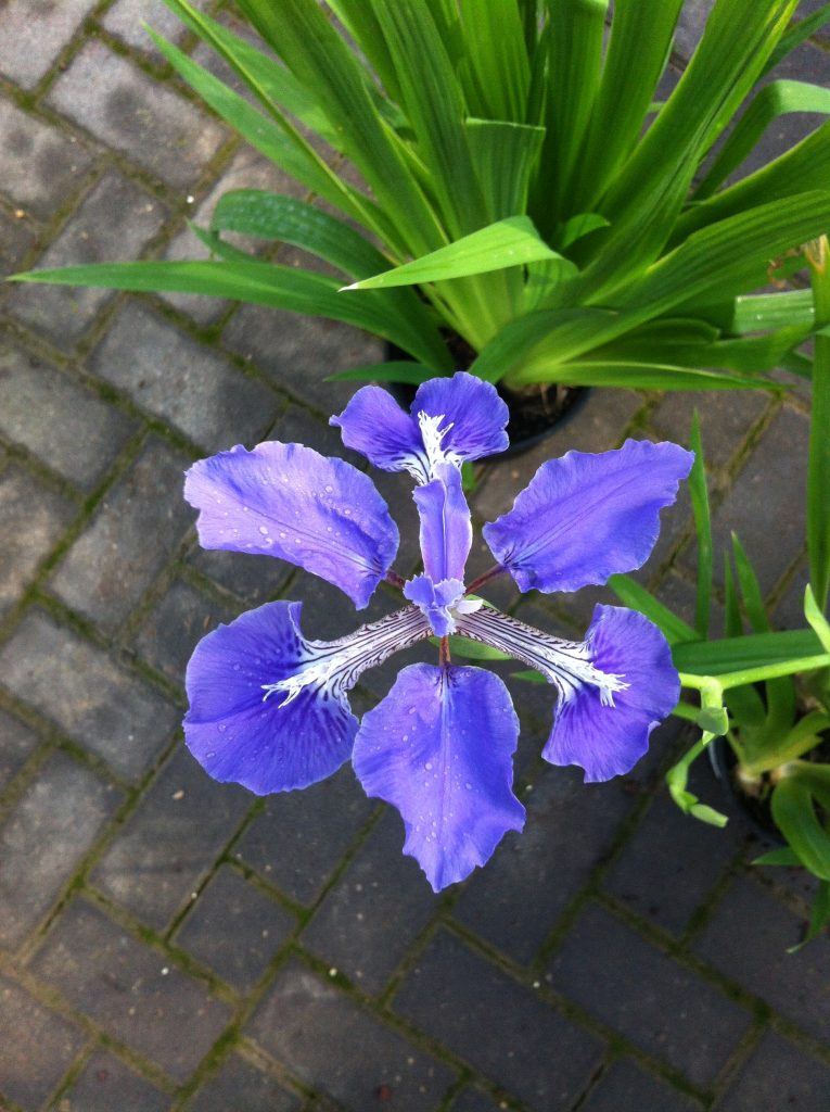 Iris_tectorum_flower_up1