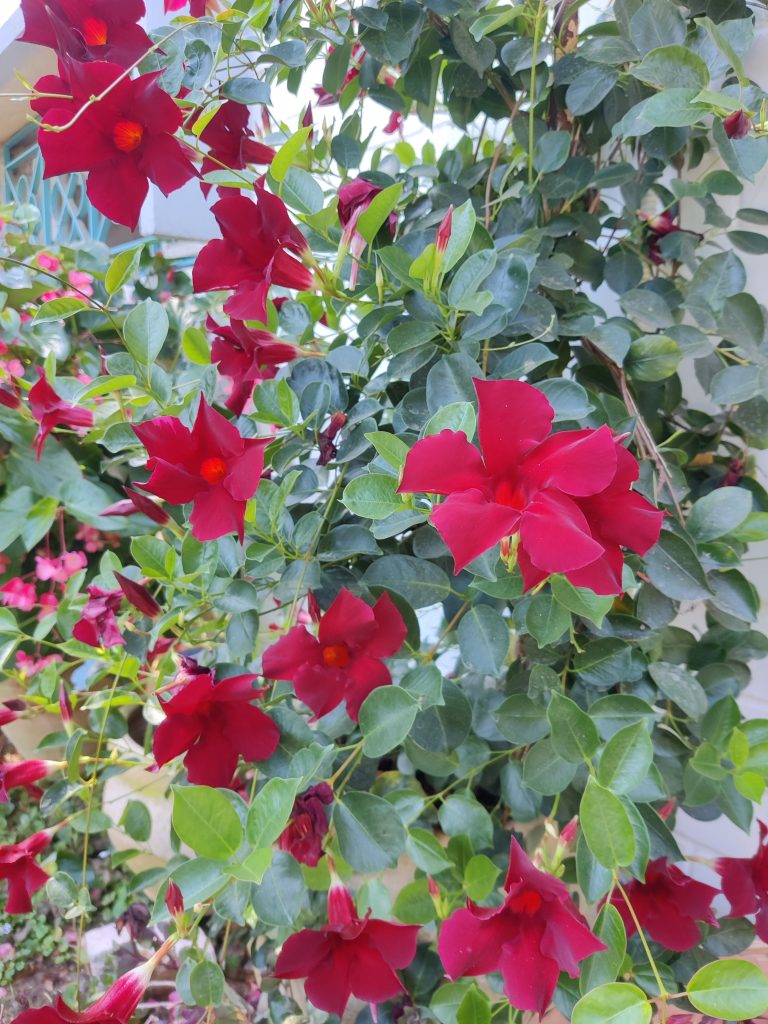 Mandevilla_hybrids_flower_crimson_up1