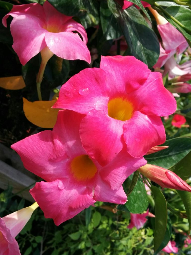 Mandevilla_hybrids_flower_dark_pink_up1