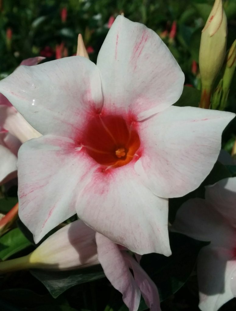 Mandevilla_hybrids_flower_light pink1_cut_up