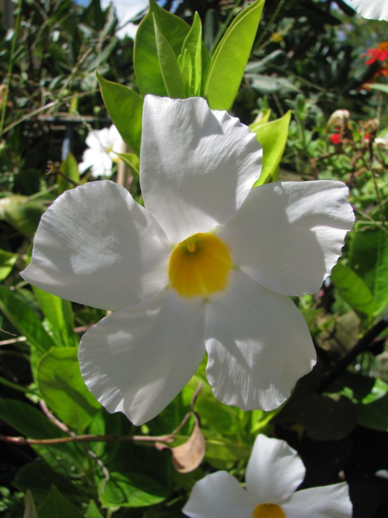 Mandevilla_hybrids_flower_white_up1