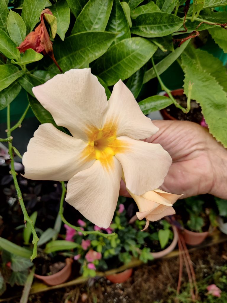 Mandevilla_hybrids_flower_yellow_up1
