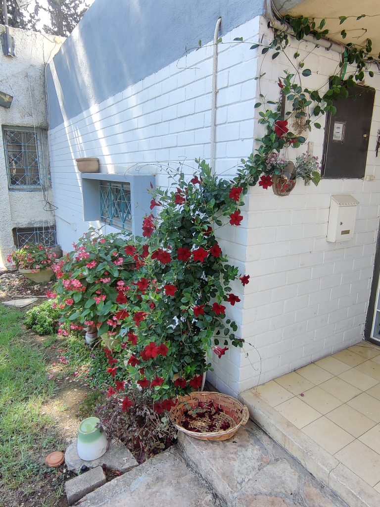 Mandevilla_hybrids_full_up1