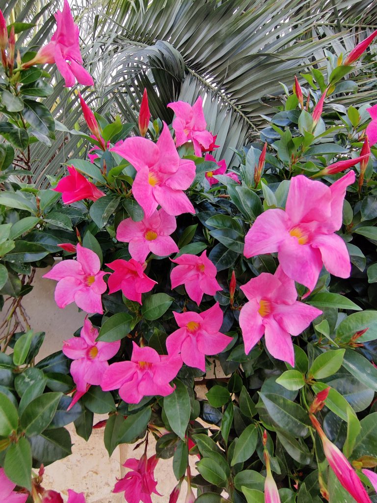Mandevilla_hybrids_many_flowers_up1