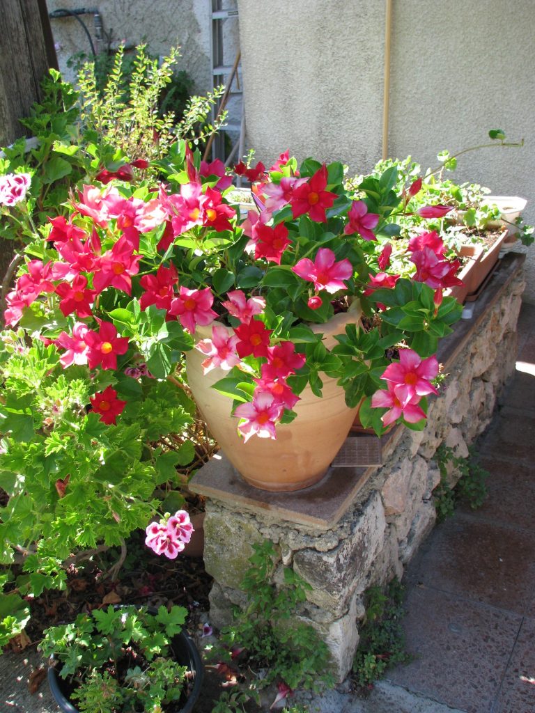 Mandevilla_hybrids_pot_up1