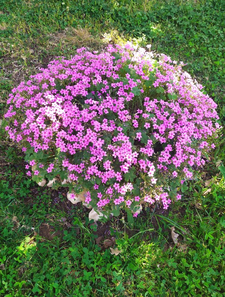 Oxalis_crassipes_full3_cut_up