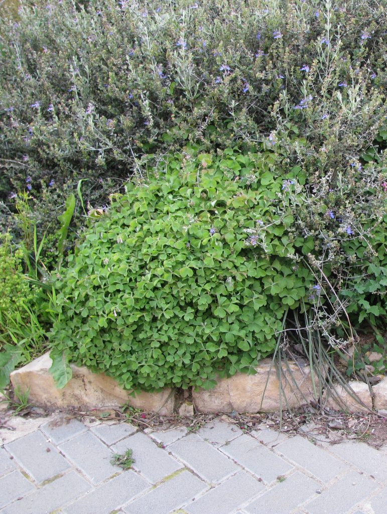 Oxalis_crassipes_group4_cut_up