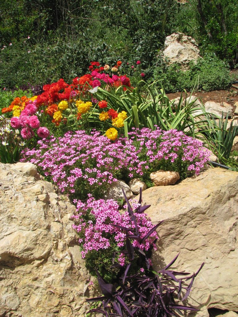 Oxalis_crassipes_group_up1