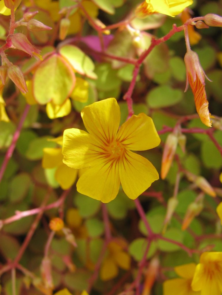 Oxalis_vulcanicola_Sunset_Velvet_flower_up_cut_up