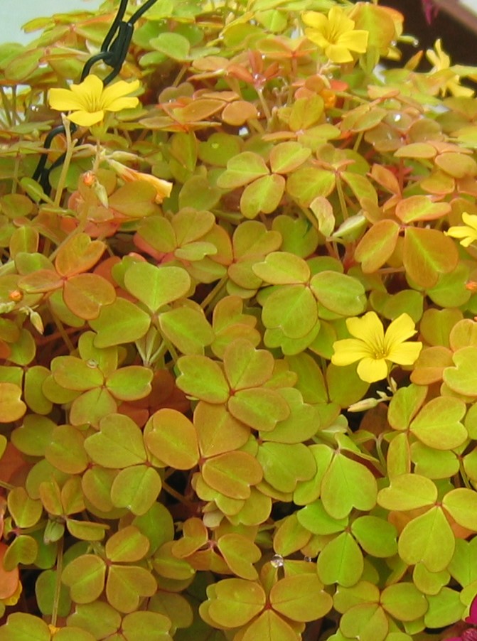Oxalis_vulcanicola_Sunset_Velvet_full1_cut_up