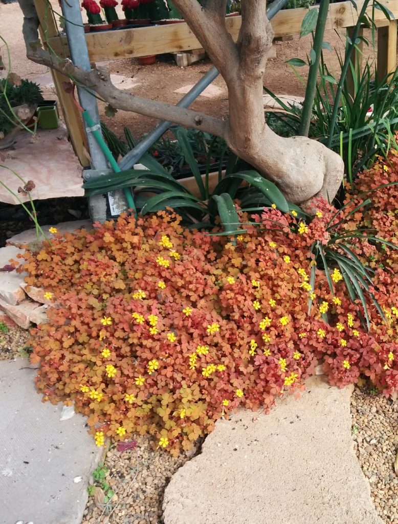 Oxalis_vulcanicola_Sunset_Velvet_group1_cut_up