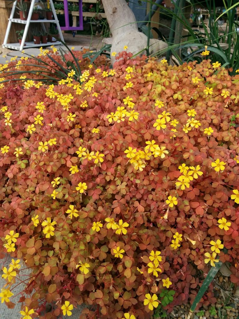 Oxalis_vulcanicola_Sunset_Velvet_leaves_flowers_up1