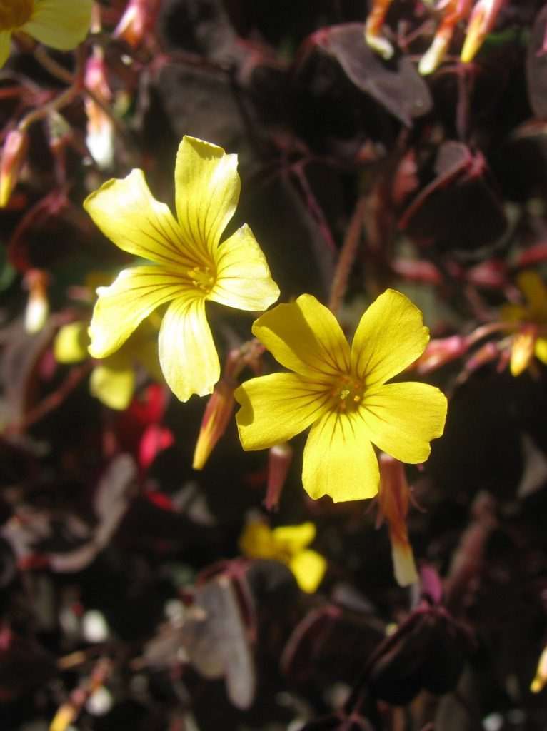 Oxalis_vulcanicola_Zinfandel_flowers1_cut_up