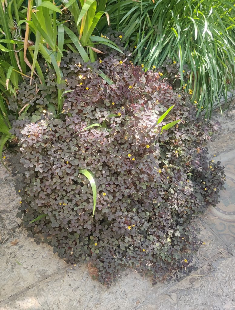 Oxalis_vulcanicola_Zinfandel_full2_cut_up