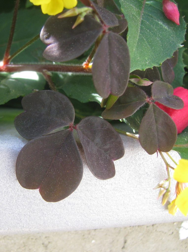Oxalis_vulcanicola_Zinfandel_leaf_cut_up