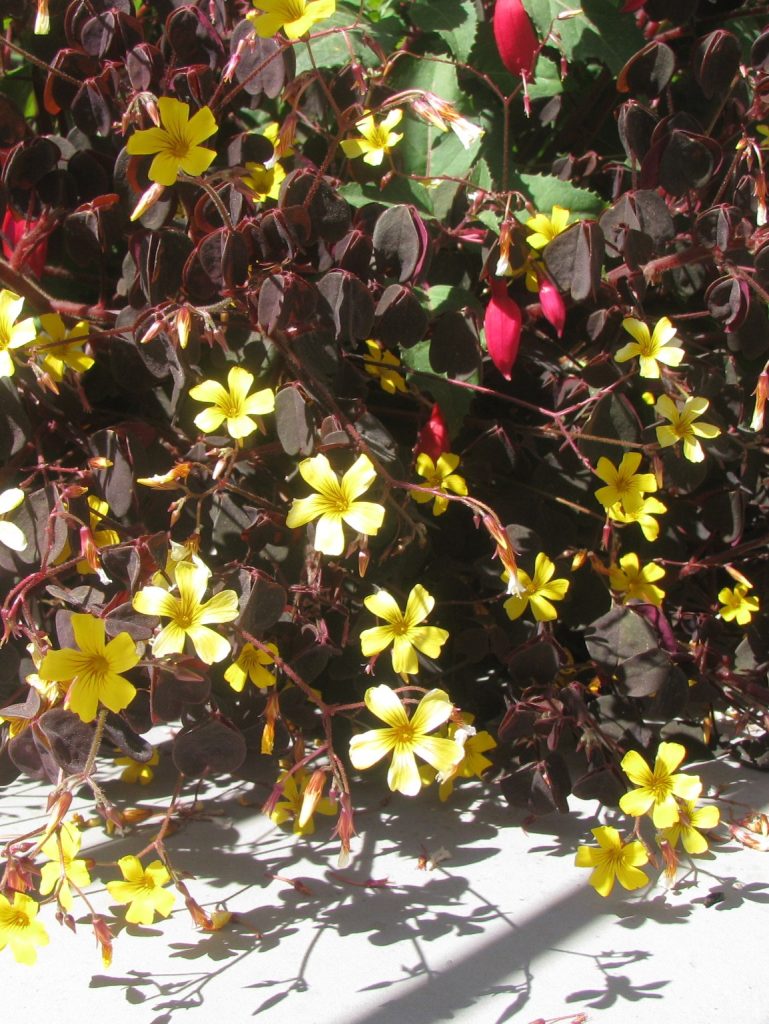 Oxalis_vulcanicola_Zinfandel_many_flowers1_cut_up