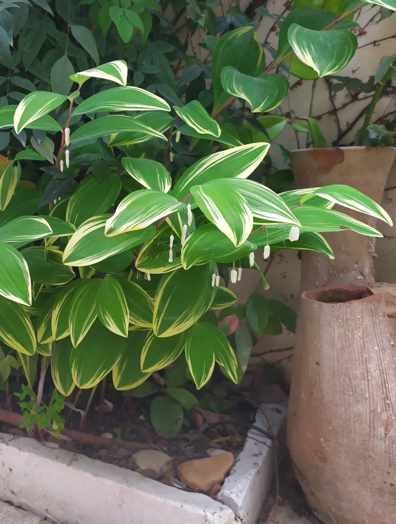 Polygonatum_odoratum_Variegatum_full_flowers1_cut_up