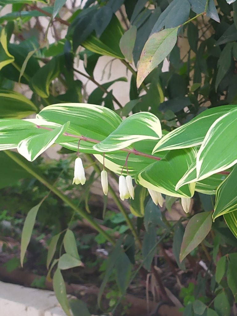 Polygonatum_odoratum_Variegatum_full_flowers1_cut_up2