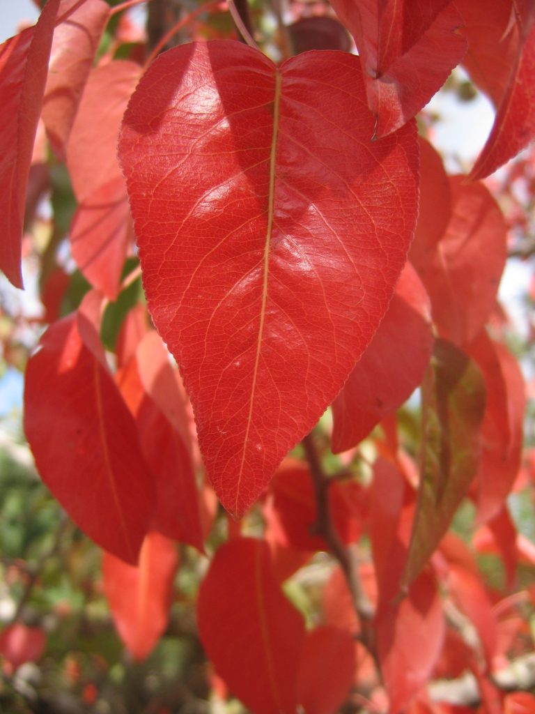 Pyrus_calleryana_fall_leaves_up2