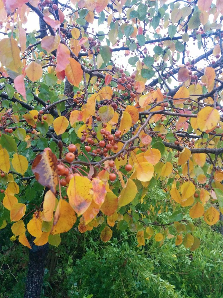 Pyrus_calleryana_fall_leaves_up4