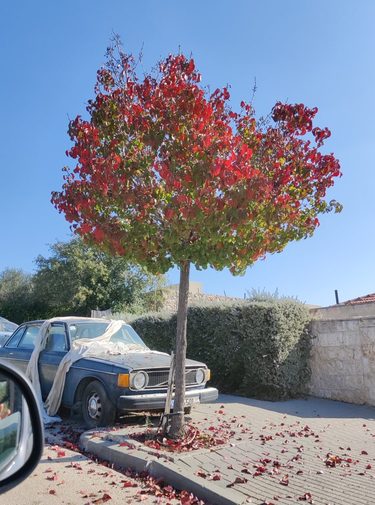 Pyrus_calleryana_full_fall_up1_cut_up