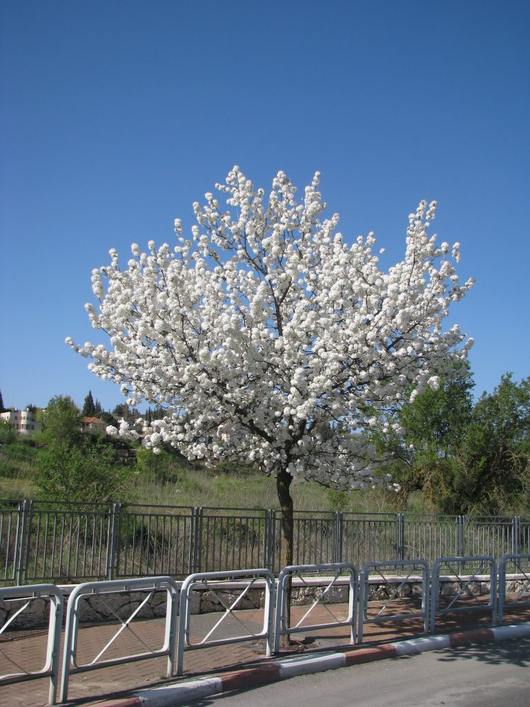 Pyrus_calleryana_full_flowers_up1