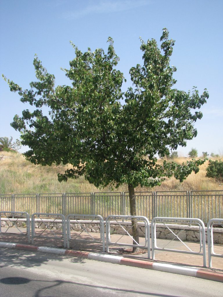 Pyrus_calleryana_full_green
