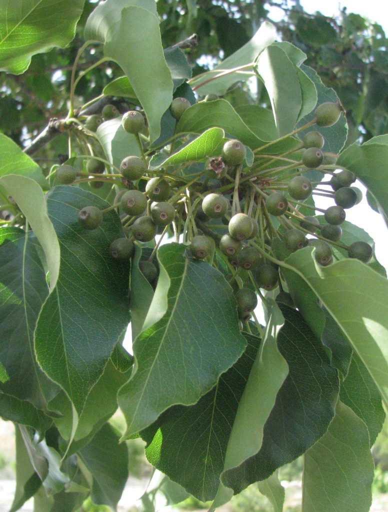Pyrus_calleryana_leaves_fruit1_cut_up
