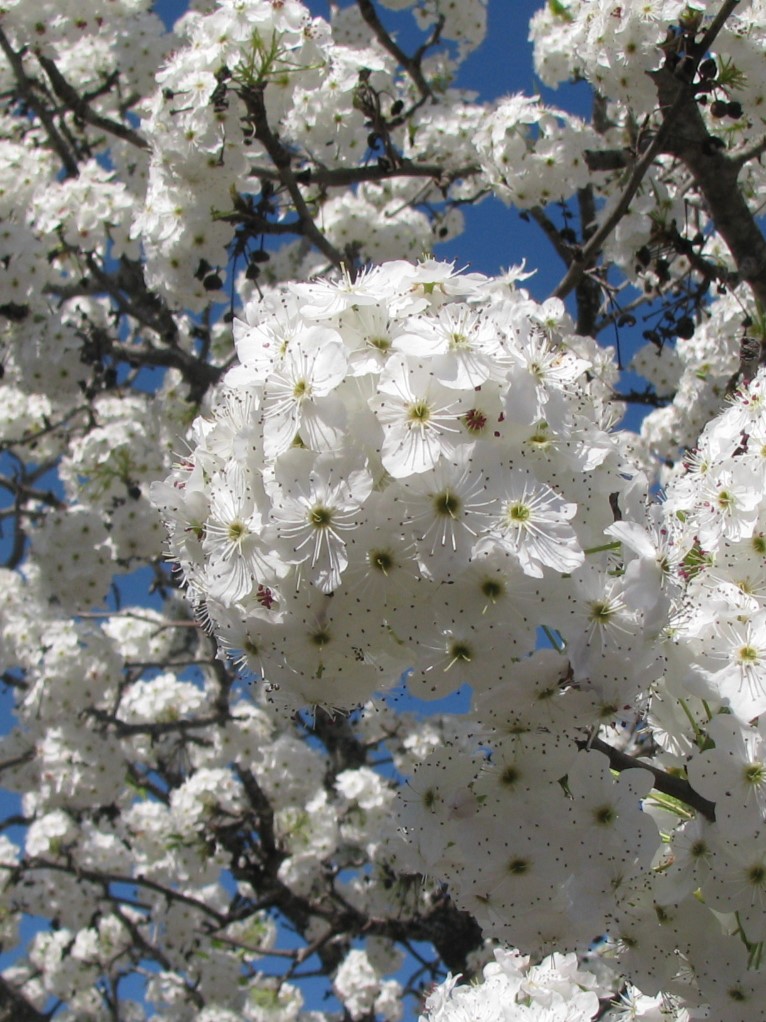 Pyrus_calleryana_many_flowers3_cut_up