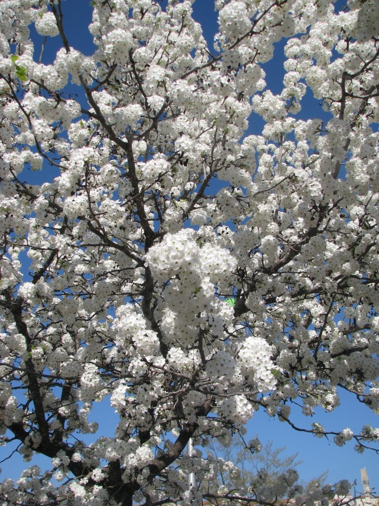 Pyrus_calleryana_many_flowers_up1