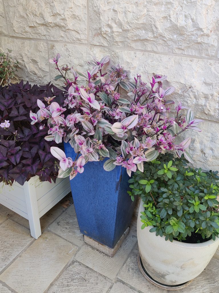 Tradescantia_Nanouk_full_up1