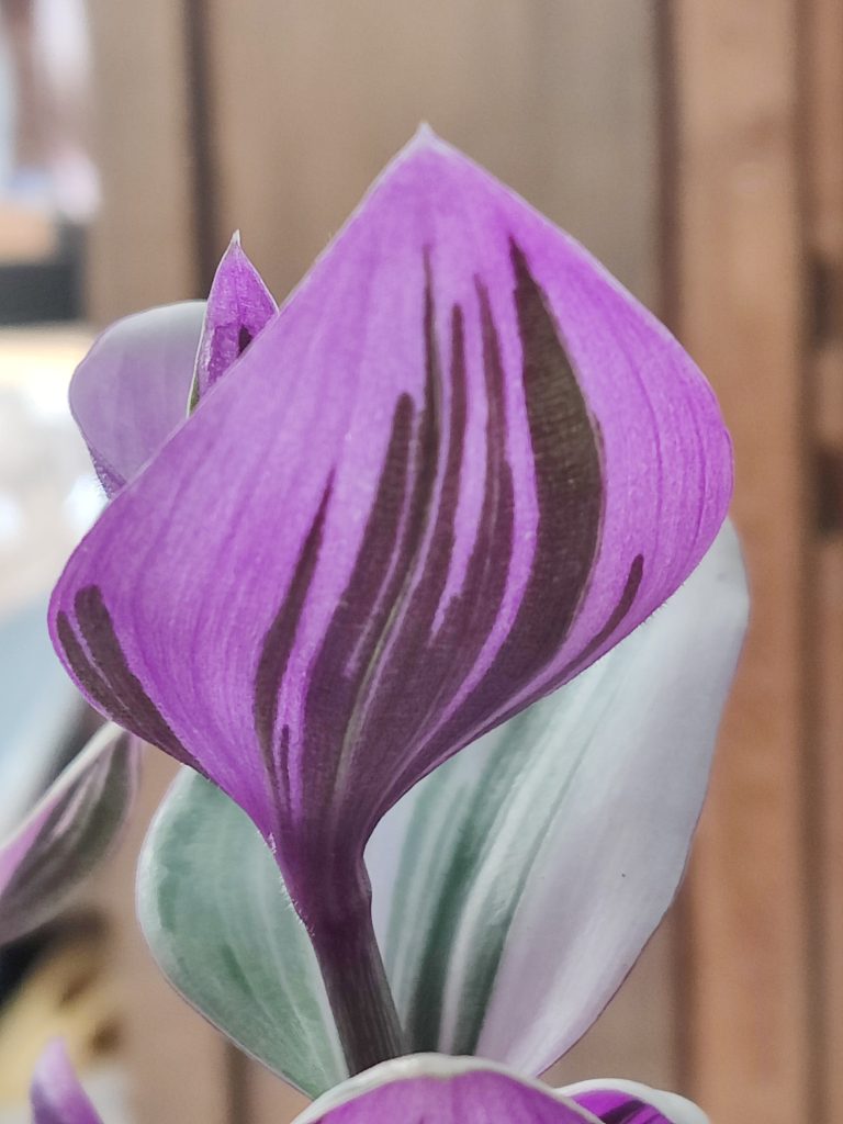 Tradescantia_Nanouk_leaf_back_up1