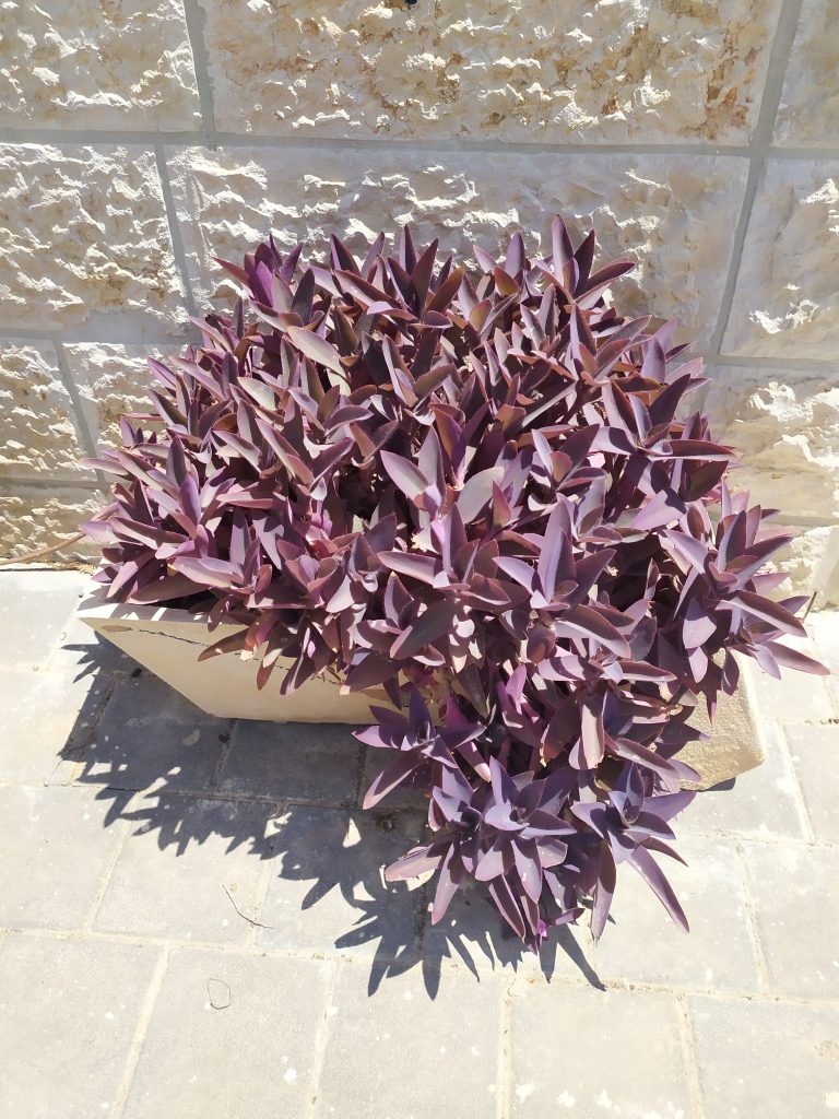 Tradescantia_pallida_Purpurea_full_up1